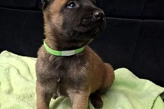 Owczarek Belgijski Malinois Szczeniaki, Śląskie, Częstochowa