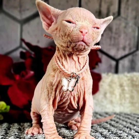 Piękne kocięta rasy sfinks do adopcji Piękne kocięta rasy sfinks do adopcji