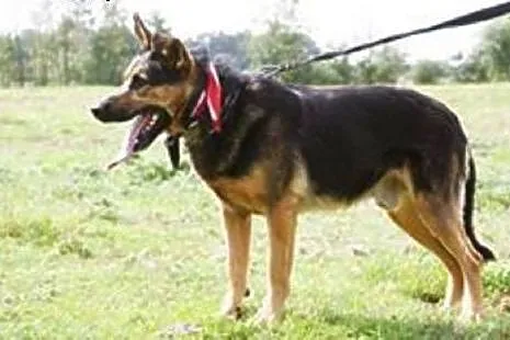 Fred - 40kg miłości i wierności ;),  mazowieckie W