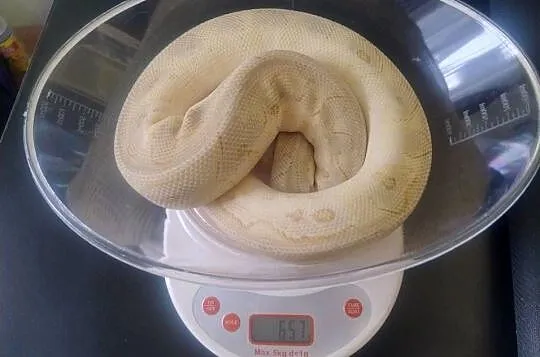 Samiec Pyton Królewski Pastel Butter Spotnose Clown