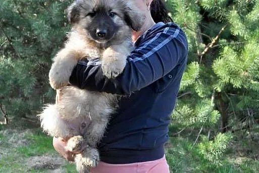 10tyg.PIESKI XXL-BĘDĄ DUŻE,  świętokrzyskie Ostrow