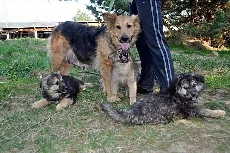10tyg.PIESKI XXL-BĘDĄ DUŻE,  świętokrzyskie Ostrow