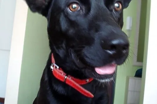 Salvo średni, czarny, wesoły przyjaciel - do adopc