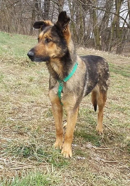 Psi wesołek Charlie szuka domu, dolnośląskie Wroc