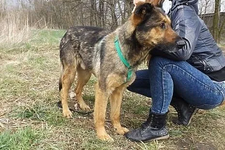 Psi wesołek Charlie szuka domu,  dolnośląskie Wroc