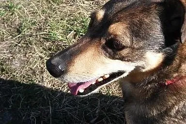 Cudowna sunia kochająca ludzi do adopcji,  łódzkie Łódź