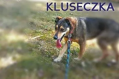 Cudowna sunia kochająca ludzi do adopcji,  łódzkie