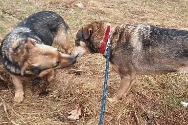Cudowna sunia kochająca ludzi do adopcji,  łódzkie