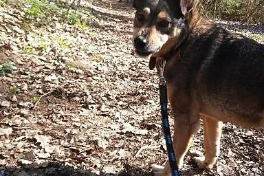 Cudowna sunia kochająca ludzi do adopcji,  łódzkie