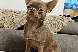 Pies Chihuahua liliowy badania DNA zdrowy 2 lata