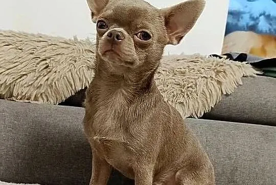 Pies Chihuahua liliowy badania DNA zdrowy 2 lata, Łódzkie, Bełchatów