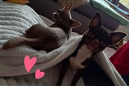 Pies Chihuahua liliowy badania DNA zdrowy 2 lata, Łódzkie, Bełchatów