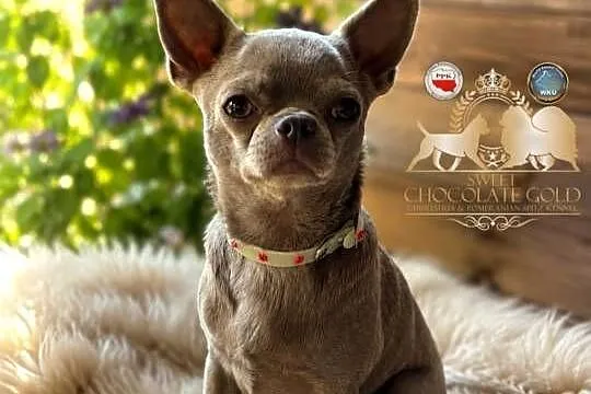 Pies Chihuahua liliowy badania DNA zdrowy 2 lata, Łódzkie, Bełchatów