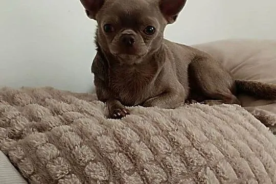 Pies Chihuahua liliowy badania DNA zdrowy 2 lata, Łódzkie, Bełchatów