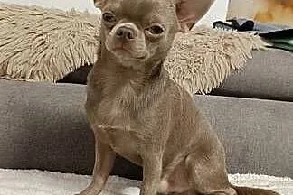 Pies Chihuahua liliowy badania DNA zdrowy 2 lata, Łódzkie, Bełchatów