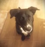 Oreo - fantastyczny SZCZENIAK do pokochania! Oreo to 6 miesięczny szczeniak