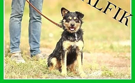 11 kg,łagodny,przyjazny,szorstkowłosy piesek ALFIK