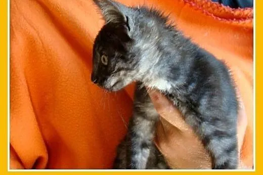 3 mies. kociaki,tulaśne,szczepione.ADOPCJA,  małopolskie Kraków