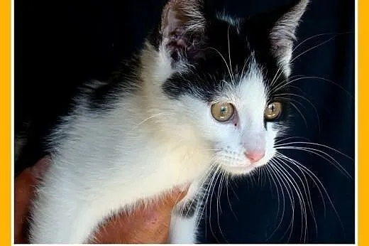 3 mies. kociaki,tulaśne,szczepione.ADOPCJA,  małop