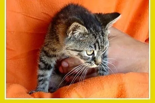 3 mies. kociaki,tulaśne,szczepione.ADOPCJA,  małop
