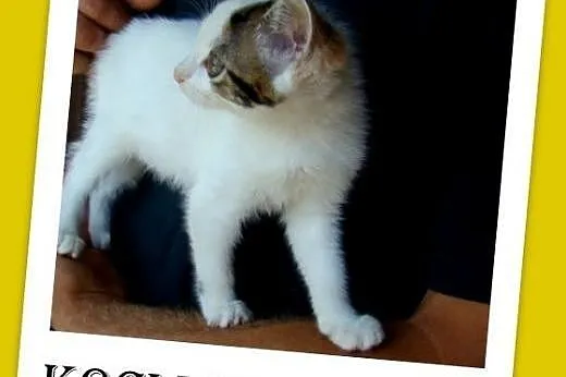 3 mies. kociaki,tulaśne,szczepione.ADOPCJA,  małop