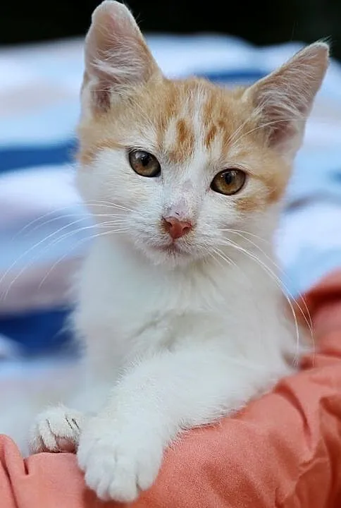 Malutki Denver do adopcji, Śląskie, Gliwice