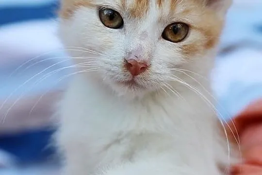 Malutki Denver do adopcji, Śląskie, Gliwice