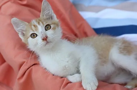 Malutki Denver do adopcji, Śląskie, Gliwice