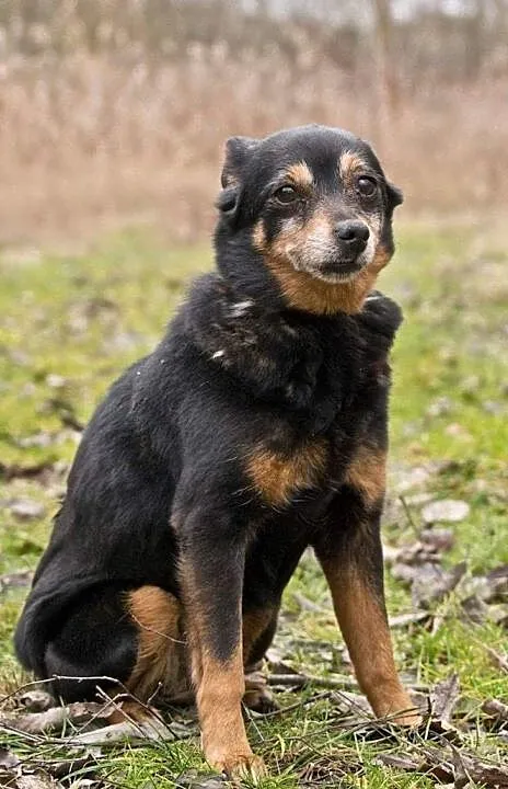 Adoptuj maleńką Bunie :) , Gliwice, Śląskie, Gliwice