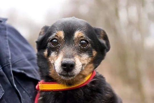 Adoptuj maleńką Bunie :) , Gliwice, Śląskie, Gliwice