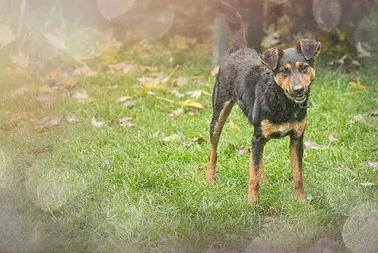 Dwuletni, zdrowy Korek, kochający dzieciaki, wesoł