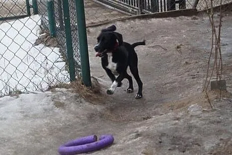 Pixi półtoraroczna sunia ze schroniska szuka domu!