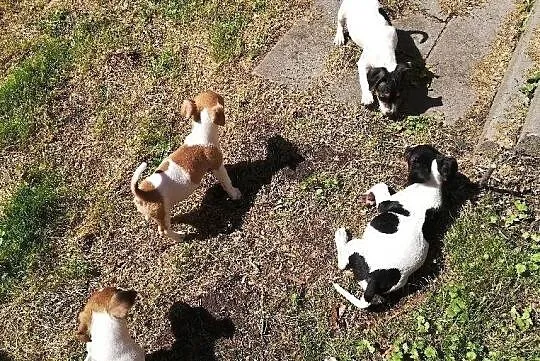 Szczenięta Jack Russell Terrier, Swolszewice Małe