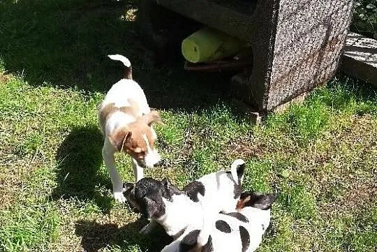 Szczenięta Jack Russell Terrier, Swolszewice Małe