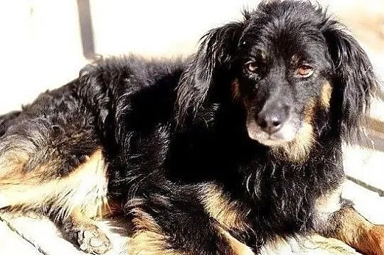 Średni,spokojny,grzeczny,łagodny,cudem odratowany psiak TAPIŚ.Adopcja., Łódzkie, Łódź