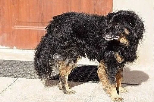 Średni,spokojny,grzeczny,łagodny,cudem odratowany psiak TAPIŚ.Adopcja., Łódzkie, Łódź