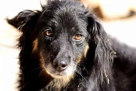 Średni,spokojny,grzeczny,łagodny,cudem odratowany psiak TAPIŚ.Adopcja., Łódzkie, Łódź