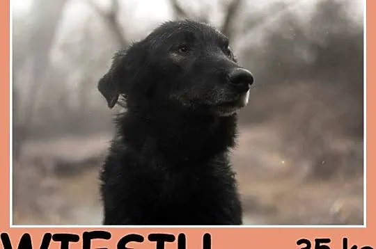 4 lata, 35 kg,łagodny,zrównoważony pies WIESIEK_Ad