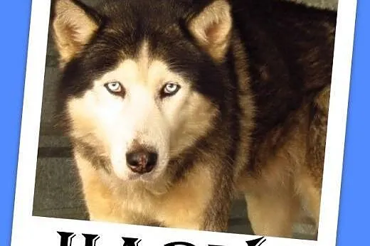 Malamut mix,duży,przyjazny indywidualista HARY.Adopcja,  dolnośląskie Wrocław