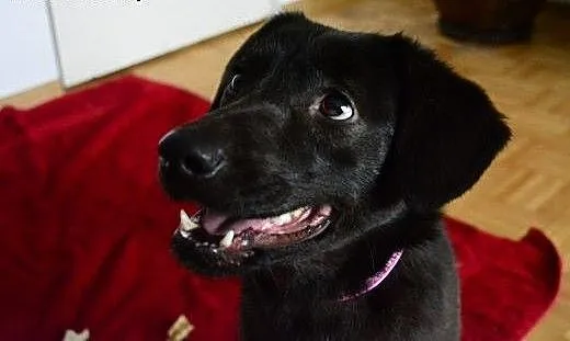 Lima- mini czekoladowy labradorek FILMIK, mazowie