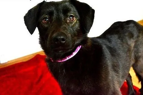 Lima- mini czekoladowy labradorek FILMIK,  mazowie
