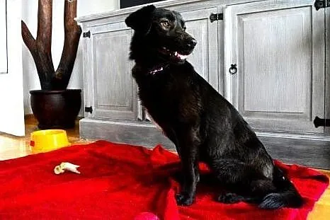 Lima- mini czekoladowy labradorek FILMIK,  mazowie