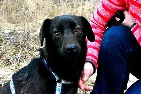 Lima- mini czekoladowy labradorek FILMIK,  mazowie