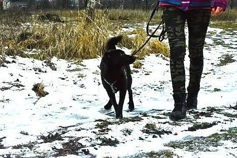Lima- mini czekoladowy labradorek FILMIK,  mazowie