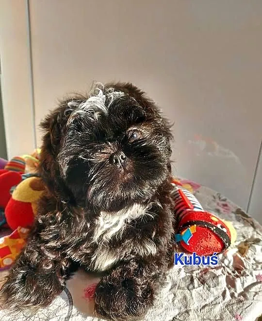 Shih-tzu, Śląskie, Częstochowa