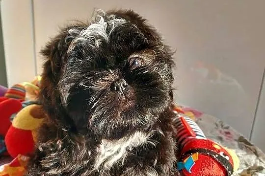 Shih-tzu, Śląskie, Częstochowa