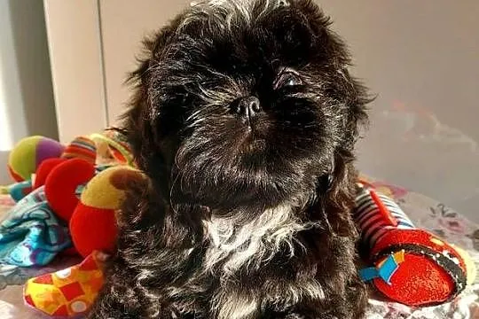 Shih-tzu, Śląskie, Częstochowa