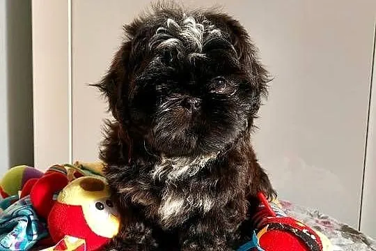 Shih-tzu, Śląskie, Częstochowa