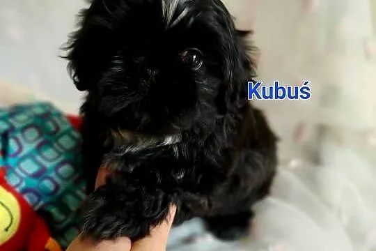 Shih-tzu, Śląskie, Częstochowa