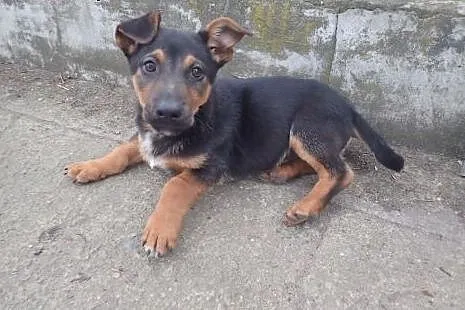 Flex w typie jamnika do adopcji, łódzkie Łódź